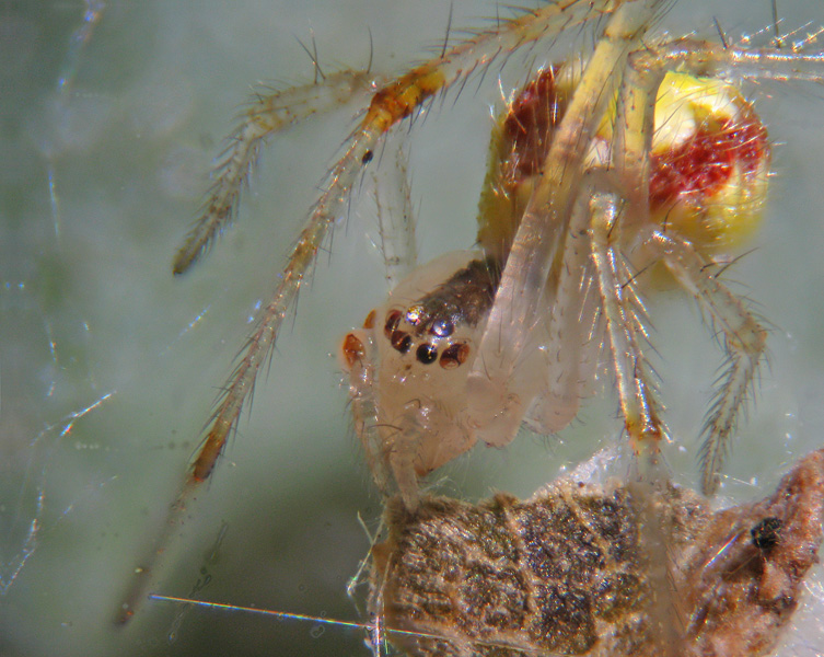 Theridion cf. varians